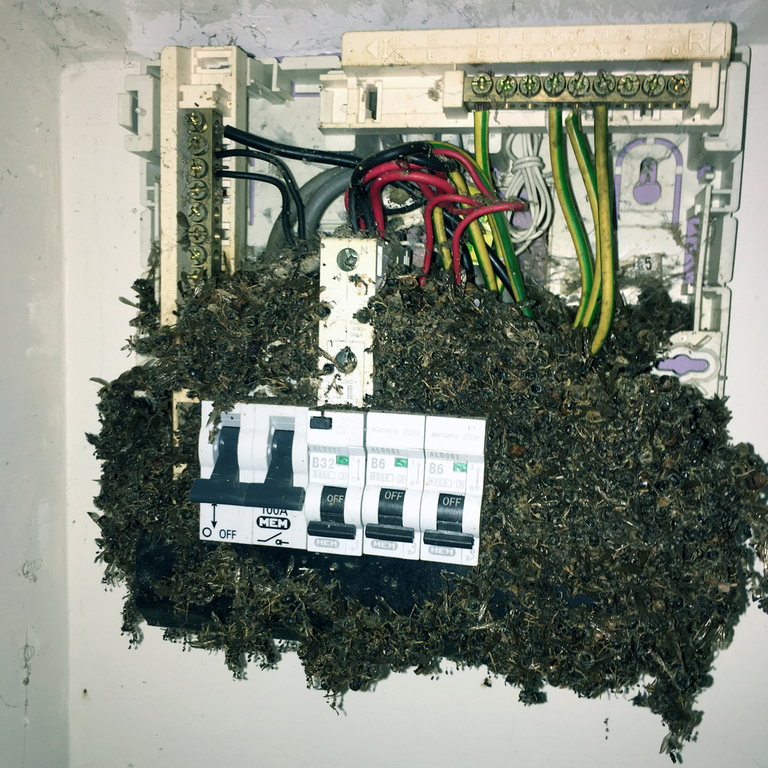 Bees swarming in a fusebox in an outhouse